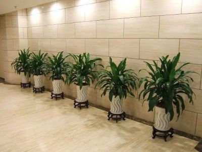 室内绿植设计
