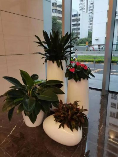 室内绿植设计