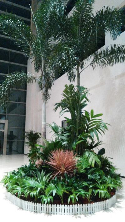 室内绿植设计