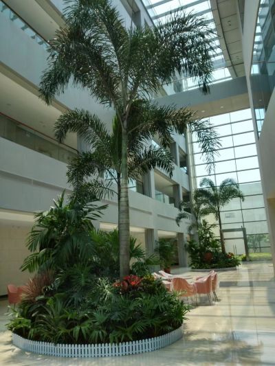 室内绿植设计