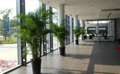 室内绿植设计