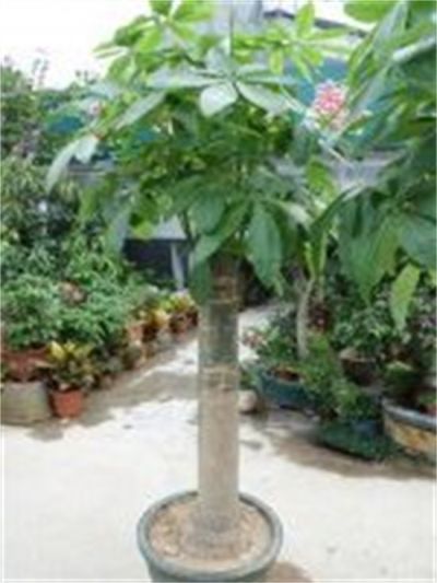 年花样板图