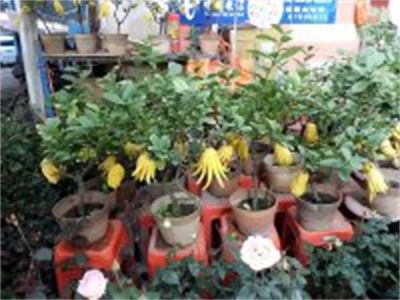 年花样板图