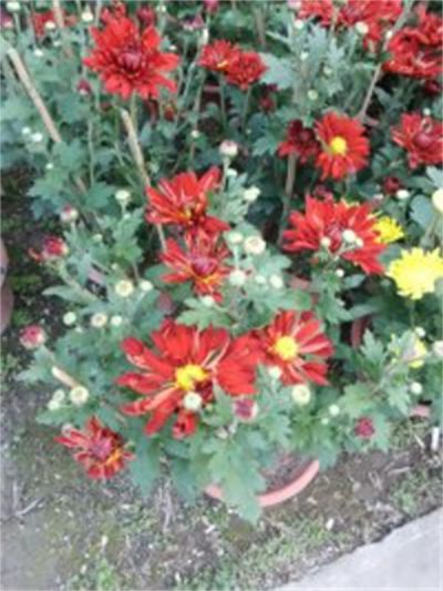 年花样板图