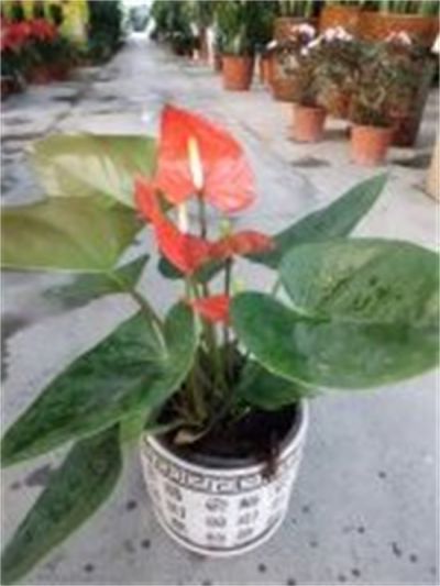 年花样板图