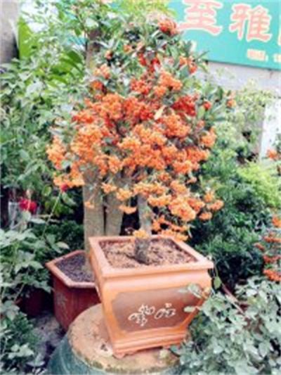 年花样板图