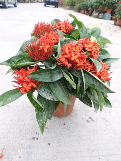 龙船花