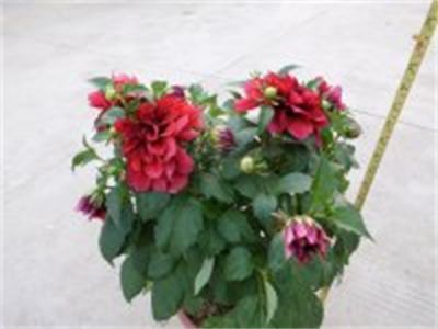 芍药