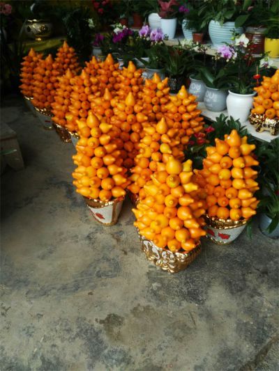 年花样板图