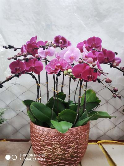 年花样板图