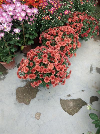 年花样板图