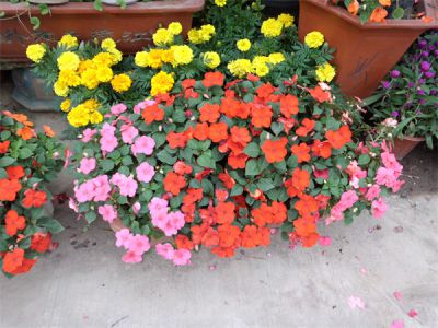 年花样板图