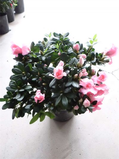 年花样板图