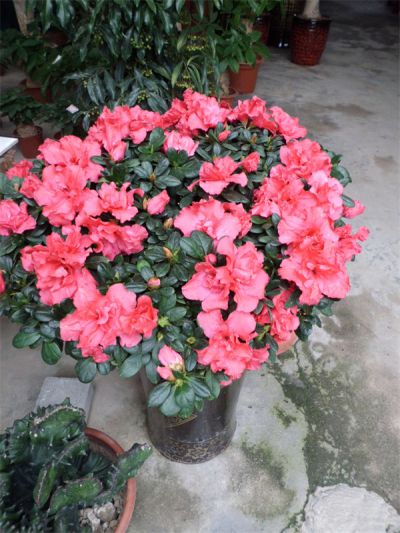 年花样板图
