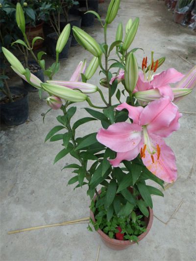 年花样板图