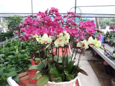 年花样板图