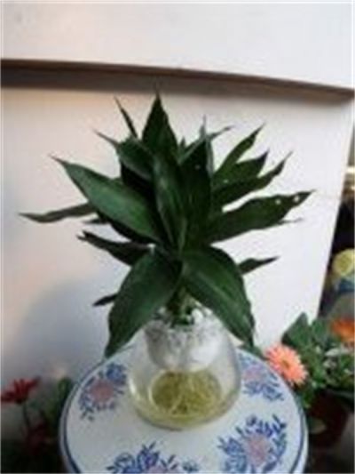 年花样板图