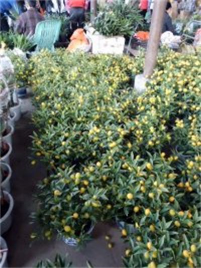 年花样板图