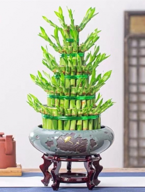 开运竹