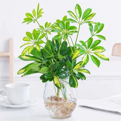 水培招财木
