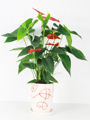 红掌5