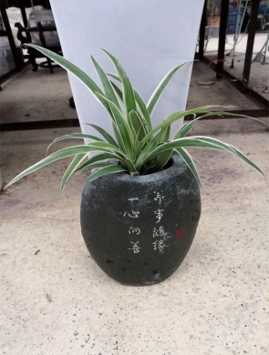 金边吊兰