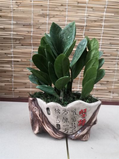 金钱树