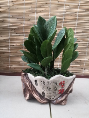 金钱树