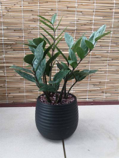 金钱树