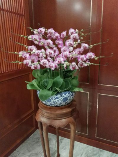 兰花
