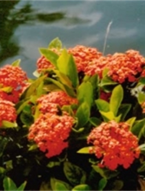 龙船花