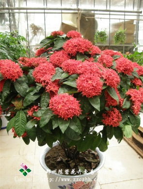 龙船花