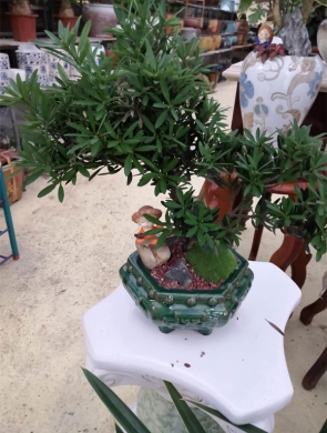 罗汉松