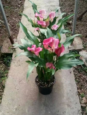 马蹄莲