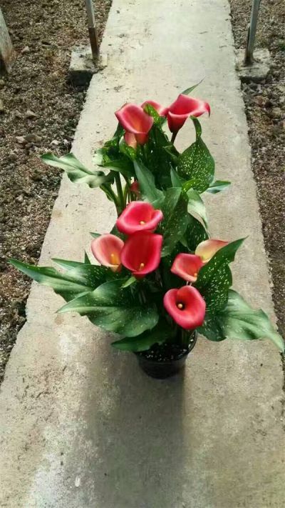 马蹄莲