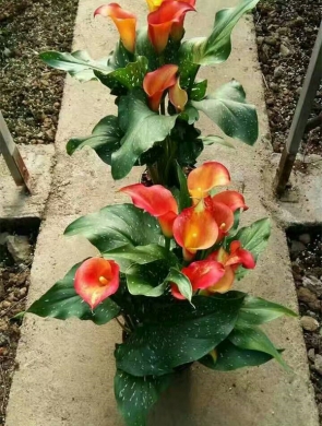 马蹄莲