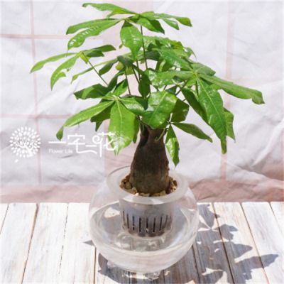 水培发财树