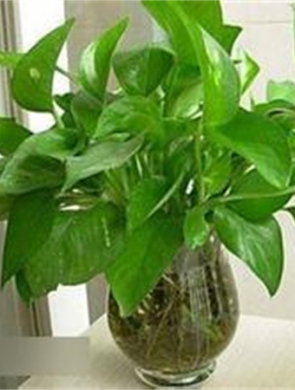 水培绿萝