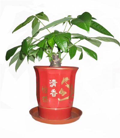 小发财树