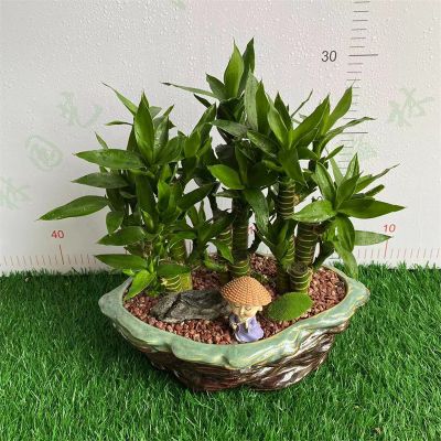 富贵竹